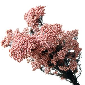 Pink Rice Flowers | Wholesale Dried Flowers